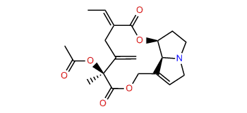 12-Acetylspartioidine