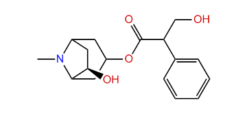 6R-Hydroxyhyoscyamine