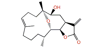 Jeunicin