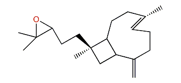 14,15-Epoxy-4,8(19)-xeniaphylladiene